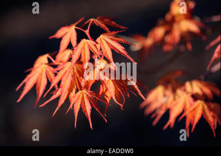 Japanischer Ahorn, Acer Palmatum 'Katsura', Orange Thema. Stockfoto