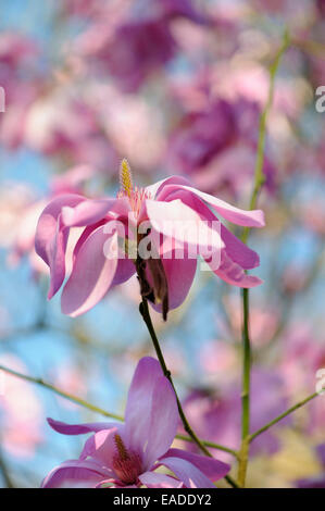 Magnolie, Magnolia Sargentiana-Hybride 'Lila Breeze', rosa Thema. Stockfoto