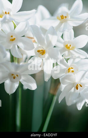 Paperwhites, Narcissus Papyraceus, weißes Objekt. Stockfoto