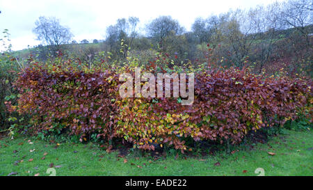 Buche Hedge in einem ländlichen Garten im Herbst noch mit bunten Blättern im November Carmarthenshire, Wales UK KATHY DEWITT Stockfoto