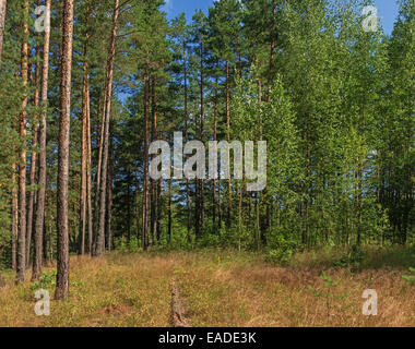 Sonniger Tag im Pinienwald. Trockenes Gras und jung. Stockfoto