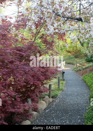 Japanische Ahorn im Frühlingsgarten mit Weg und Blume Pedale. Stockfoto