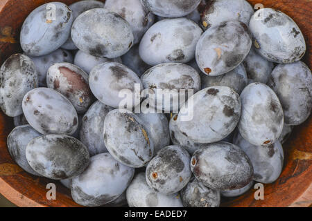 Prunus Domestica Subspecies Domestica, Österreich, Niederösterreich Stockfoto