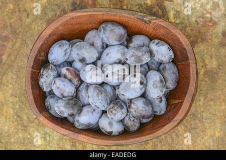 Prunus Domestica Subspecies Domestica, Österreich, Niederösterreich Stockfoto