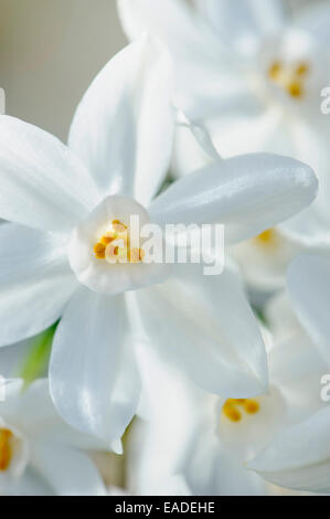 Paperwhites, Narcissus Papyraceus, weißes Objekt. Stockfoto