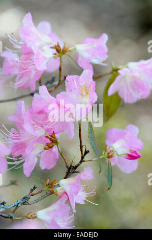 Rhododendron 'luftig Fee", Rhododendron"Luftig Fee", rosa Thema. Stockfoto