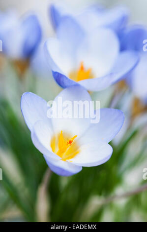 Krokus, Crocus Chrysanthus "Zenith", blaue Thema. Stockfoto