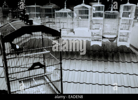 Reisen Fotografie - Pramuka Vogel Markt in Jakarta in Indonesien in Südostasien im Fernen Osten. Vögel dokumentarische Reportage Bildjournalismus Stockfoto