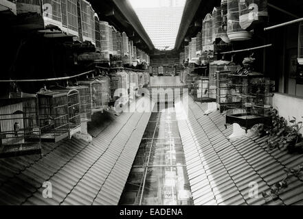 Reisen Fotografie - Pramuka Vogel Markt in Jakarta in Indonesien in Südostasien im Fernen Osten. Vögel dokumentarische Reportage Bildjournalismus Stockfoto