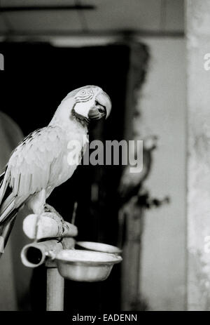 Reisen Fotografie - ein Papagei an Pramuka Vogel Markt in Jakarta auf Java in Indonesien in Südostasien im Fernen Osten. Reportage Dokumentarfilm Fotojournalismus Stockfoto