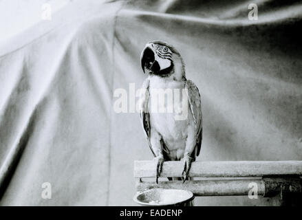 Reisen Fotografie - ein Papagei an Pramuka Vogel Markt in Jakarta auf Java in Indonesien in Südostasien im Fernen Osten. Reportage Dokumentarfilm Fotojournalismus Stockfoto