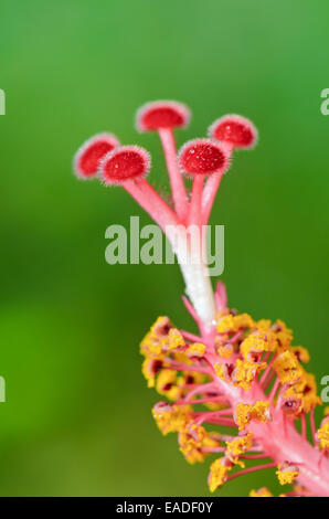 Nahaufnahme von roten Fruchtblatt der Schneeflocke Hibiscus (Hibiscus Rosa-Sinensis) Stockfoto