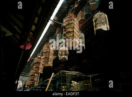 Reisen Fotografie - Pramuka Vogel Markt in Jakarta auf Java in Indonesien in Südostasien im Fernen Osten. Handel Dokumentarfilm stille Gelassenheit Stockfoto