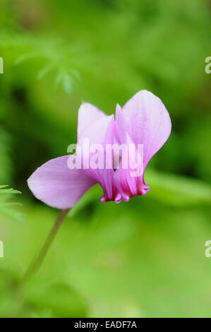 Alpenveilchen, Cyclamen Coum, rosa Thema, grünen Hintergrund. Stockfoto