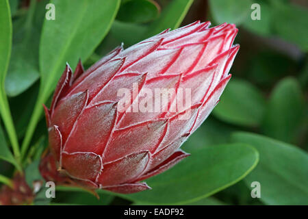 Protea, Protea, rote Thema, grünen Hintergrund. Stockfoto