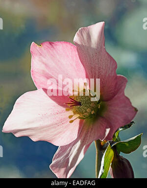 Nieswurz, Helleborus-Orientalis-Hybriden, rosa Thema. Stockfoto