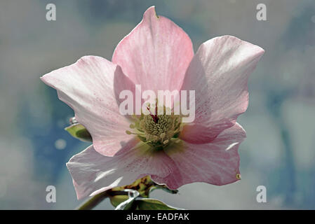 Nieswurz, Helleborus-Orientalis-Hybriden, rosa Thema. Stockfoto