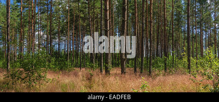 Sonniger Tag im Pinienwald. Trockenes Gras und jung. Panorama. Stockfoto