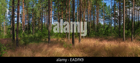 Sonniger Tag im Pinienwald. Trockenes Gras und jung. Panorama. Stockfoto