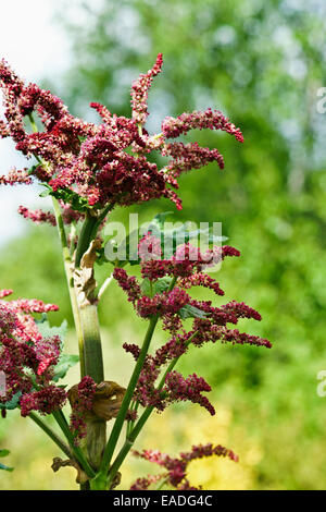 Chinesischer Rhabarber Rheum Palmatum Pink Thema. Stockfoto