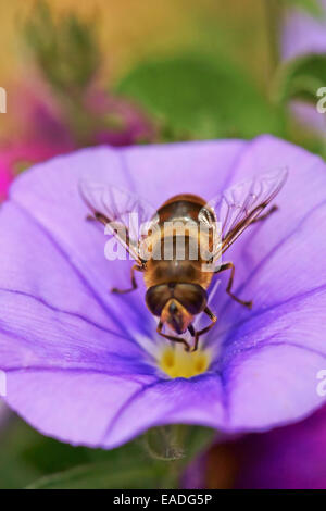 Morning Glory, Boden, Convolvulus Sabatius, lila Thema. Stockfoto