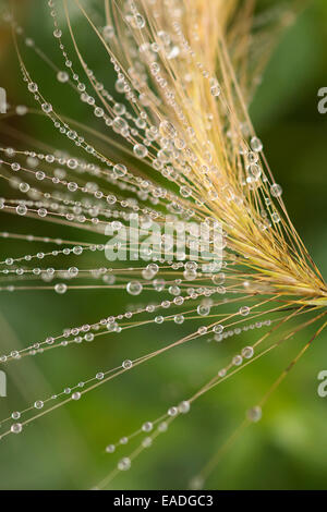 Squirrel Tail Grass und Fuchsschwanz Gerste, Hordeum Jubatum, Gold-Thema. Stockfoto