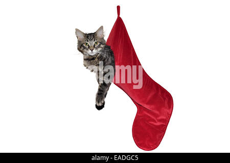 Katze hängend in einem roten Weihnachts-Strumpf auf weißem Hintergrund Stockfoto