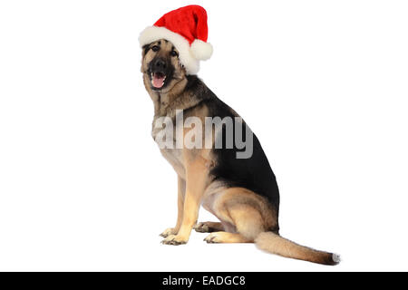 Hund trägt Weihnachtsmütze, Isolated on White Background Stockfoto