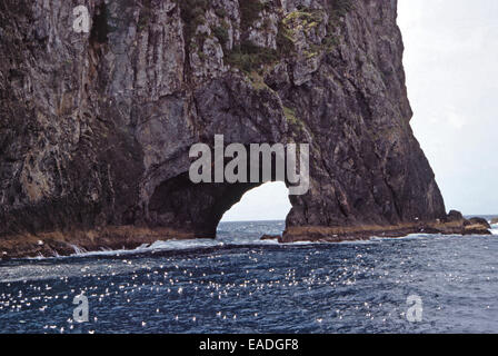 Hole in The Rock, Piercy Island, Neuseeland Stockfoto