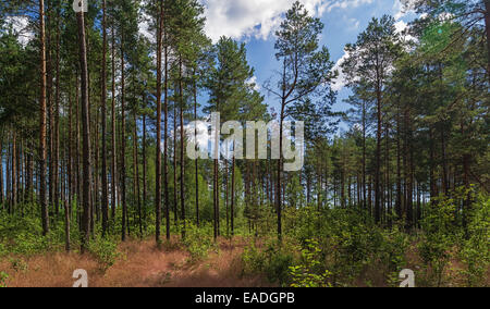 Sonniger Tag im Pinienwald. Trockenes Gras und jung. Panorama. Stockfoto