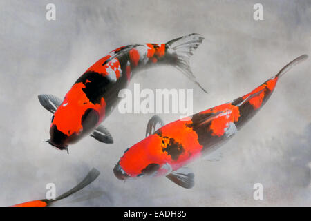 Calico Koi Fische Aquarell rot weiße und schwarze Tinte Sumi-e Illustration Stockfoto