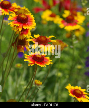 Wilde indische Decke Blumen in einem Garten Stockfoto