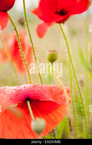 Extreme Nahaufnahme von roten Mohnblumen auf einem Feld mit Tautropfen auf den Blütenblättern Stockfoto