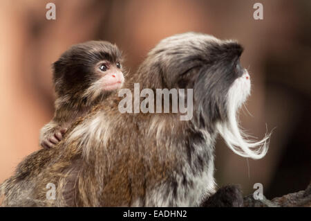 Bärtige Kaiser Tamarin tragen ein Baby Stockfoto
