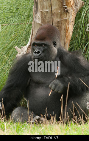 Gorilla saß im Gras Stockfoto