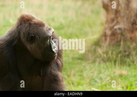 Gorilla saß im Gras Stockfoto