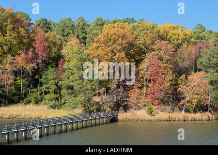 Herbstliche Bäume Stockfoto