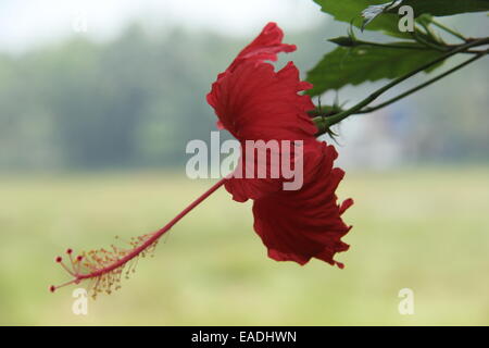 Rote Blume Stockfoto