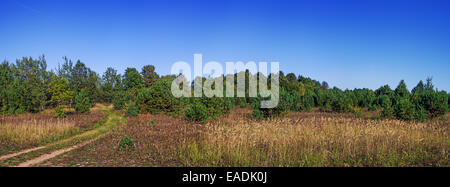 Sonniger Tag im Herbst Wiese. Sandweg und Trockenrasen in der Nähe von jungen Kiefernwald. Panorama. Stockfoto