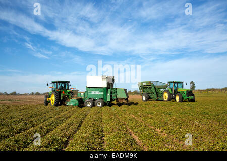 Erdnussernte, John Deere-Traktor 8100, Erntemaschine und Bankout-Wagen im Feld. Stockfoto