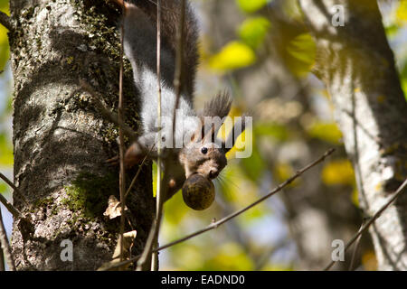 Das Eichhörnchen auf einem Baumstamm, der die Frucht der Walnuss in den Zähnen hält Stockfoto
