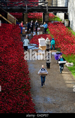 London, UK. 12. November 2014. Der erste Tag der den Vorgang des Entfernens, freiwillige Arbeit in Schlamm und Regen, entfernen vorsichtig die Mohn Anzeige platzieren sorgfältig jede Mohn in geschnittenen Boxen Credit: Roger Allen Fotografie/Alamy Live News Stockfoto