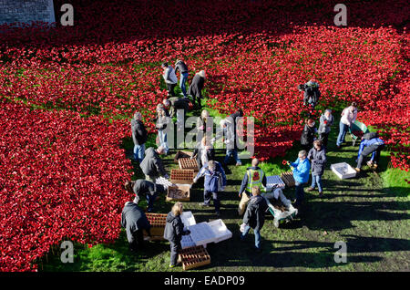 London, UK. 12. November 2014. Der erste Tag der den Vorgang des Entfernens, freiwillige Arbeit in Schlamm und Regen, entfernen vorsichtig die Mohn Anzeige platzieren sorgfältig jede Mohn in geschnittenen Boxen Credit: Roger Allen Fotografie/Alamy Live News Stockfoto