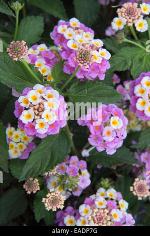 Lantana Camara Blumen, Kefalonia, Griechenland Stockfoto