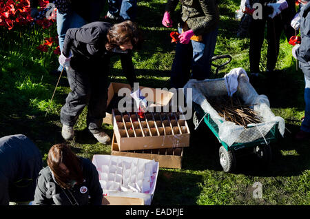 London, UK. 12. November 2014. Der erste Tag der den Vorgang des Entfernens, freiwillige Arbeit in Schlamm und Regen, entfernen vorsichtig die Mohn Anzeige platzieren sorgfältig jede Mohn in geschnittenen Boxen Credit: Roger Allen Fotografie/Alamy Live News Stockfoto