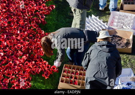 London, UK. 12. November 2014. Der erste Tag der den Vorgang des Entfernens, freiwillige Arbeit in Schlamm und Regen, entfernen vorsichtig die Mohn Anzeige platzieren sorgfältig jede Mohn in geschnittenen Boxen Credit: Roger Allen Fotografie/Alamy Live News Stockfoto