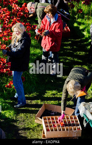 London, UK. 12. November 2014. Der erste Tag der den Vorgang des Entfernens, freiwillige Arbeit in Schlamm und Regen, entfernen vorsichtig die Mohn Anzeige platzieren sorgfältig jede Mohn in geschnittenen Boxen Credit: Roger Allen Fotografie/Alamy Live News Stockfoto