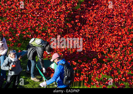 London, UK. 12. November 2014. Der erste Tag der den Vorgang des Entfernens, freiwillige Arbeit in Schlamm und Regen, entfernen vorsichtig die Mohn Anzeige platzieren sorgfältig jede Mohn in geschnittenen Boxen Credit: Roger Allen Fotografie/Alamy Live News Stockfoto