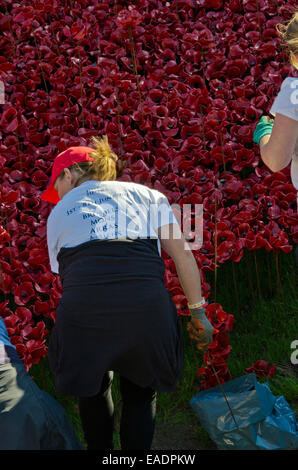 London, UK. 12. November 2014. Der erste Tag der den Vorgang des Entfernens, freiwillige Arbeit sorgfältig zu entfernen vorsichtig die Mohnblume anzeigen Credit: Roger Allen Fotografie/Alamy Live News Stockfoto