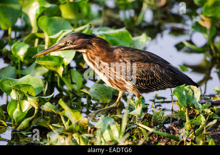 Ein grüner Reiher (Butorides Virescens) auf Futtersuche in der Nähe von einem See. Texas, USA. Stockfoto